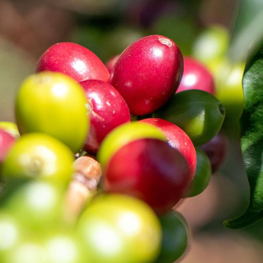 green coffee beans